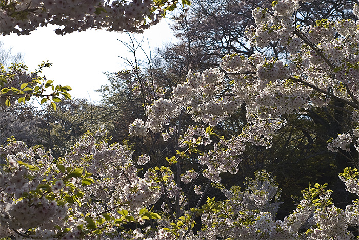 matsushima sakura cherry blossoms